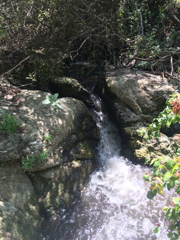 A small waterfall with healthy Poison Oak (Toxidendron rydbergii) pictured in the foreground, growing along Chorro Creek. Poison oak is a native plant that some consider beautiful.