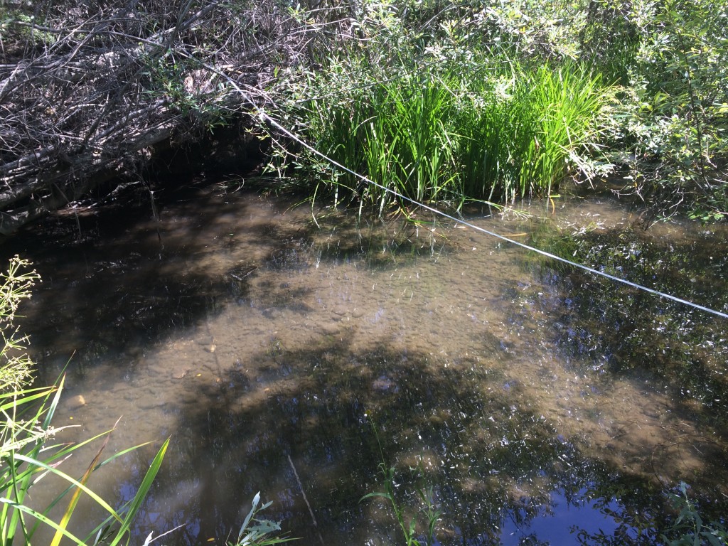 Taking measurements in Chorro Creek.