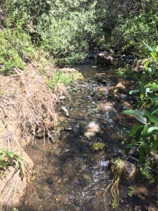 A section of riffles fed by an upstream pool in Chorro Creek.