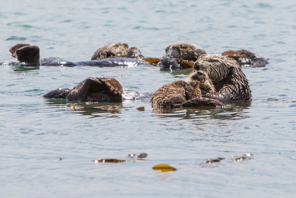 Mothers and pups need even more rest than the average sea otter. This group of sea otters contains several mothers with pups. Photograph courtesy of “Mike" Michael L. Baird, flickr.bairdphotos.com 