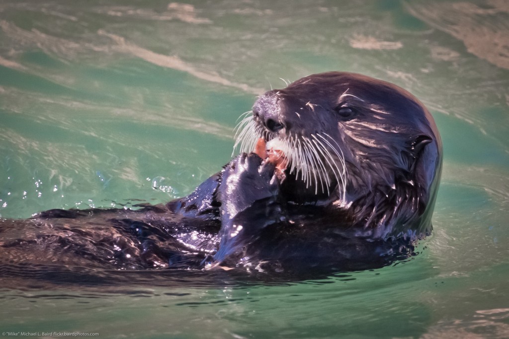 Sea otter eating in Morro Bay. Photograph courtesy of “Mike" Michael L. Baird, flickr.bairdphotos.com 