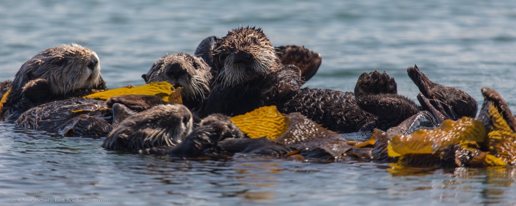 A group of sea otters is called a raft. This raft makes their home in the Morro Bay National Estuary. Photograph courtesy of “Mike" Michael L. Baird, flickr.bairdphotos.com 