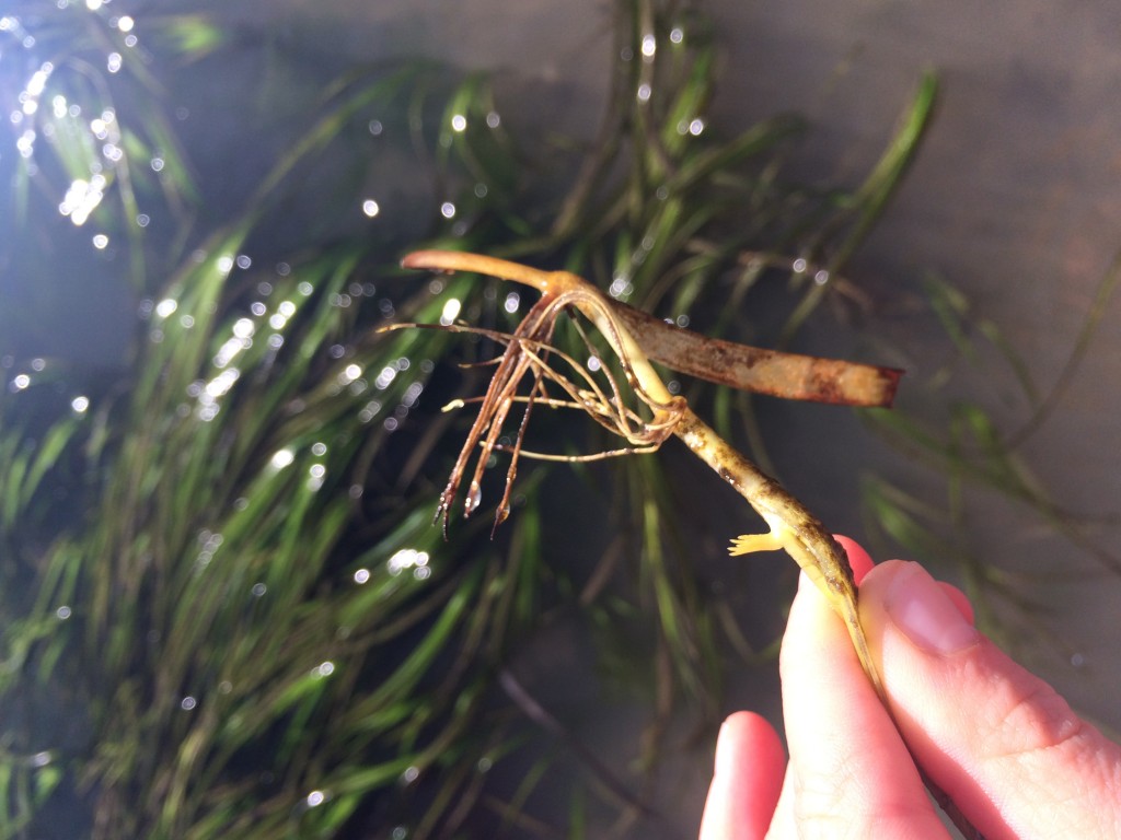 Eelgrass rhizome, or root material.