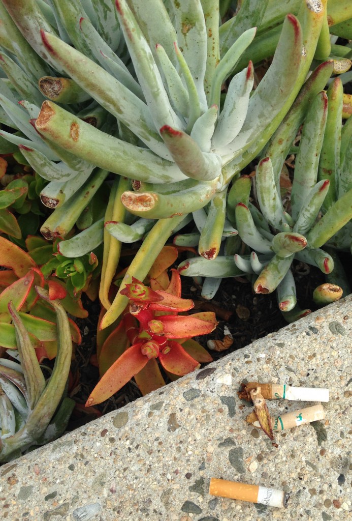 Volunteers pulled these cigarette butts out of the succulent beds and threw them away before they could catch a gust of wind and blow down the street and into the bay. That’s good for the estuary, because cigarette butts can be toxic to bugs, fish, and mammals.