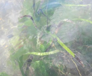 Eelgrass wasting disease, evident in the dark patches on the eelgrass leaves pictured above, is just one possible driver of eelgrass decline.