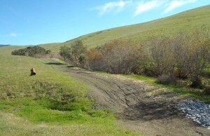 This is the same rural road site after restoration. A culvert has been removed and extra drainage added to reduce the amount of sediment that washes into the creek and ends up in the bay.