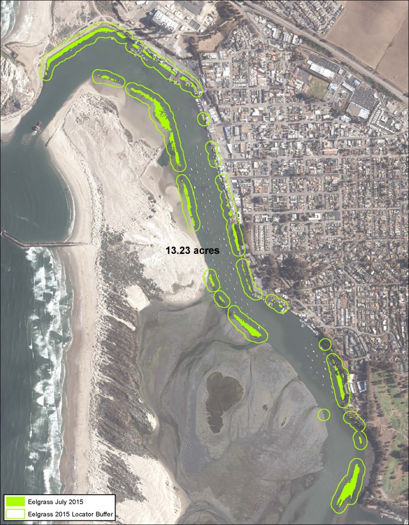 This current map of Morro Bay shows the extent of eelgrass today. While eelgrass distribution and concentration varies naturally from year to year, this 97% decline is significant. Map courtesy of Merkel & Associates, Inc.