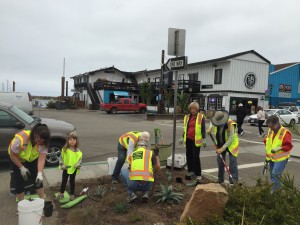 At the final cleanup of Centennial Parkway, 10 volunteers weeded and then planted succulents.