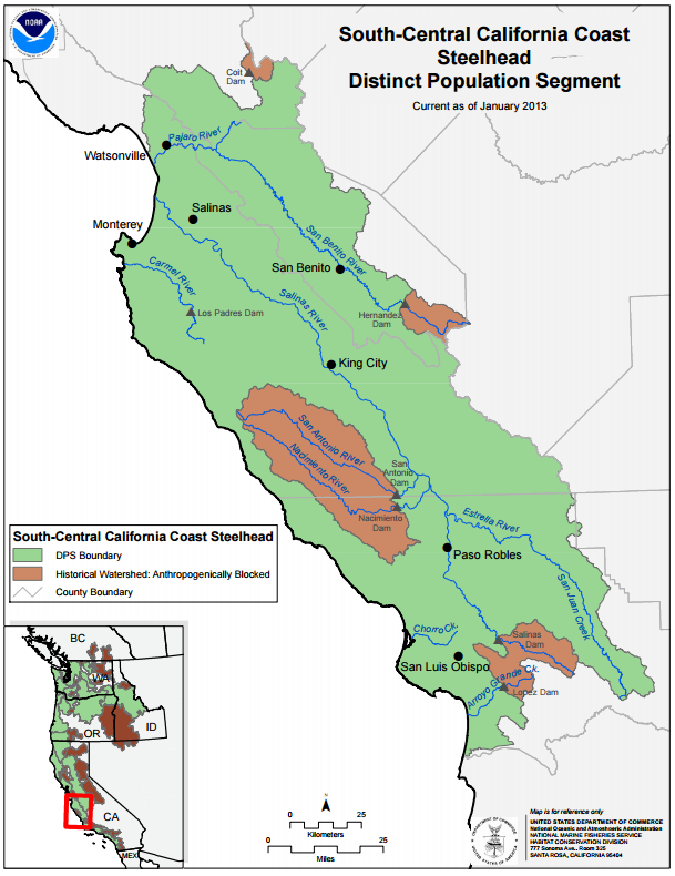 The range of the South Central California Steelhead stretches from the Pajaro River at the border of Santa Cruz and Monterey Counties, up to the Santa Maria River at the border of San Luis Obispo and Santa Barbara Counties. Map credit: NOAA West Coast Fisheries.
