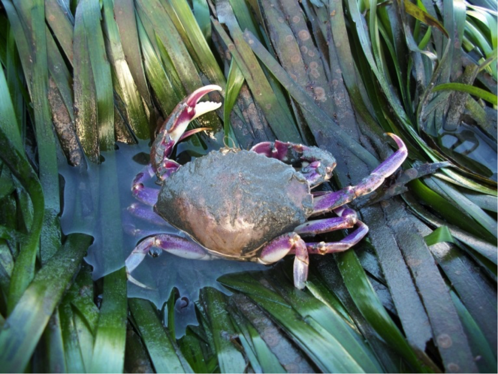 Clean water is central to a healthy estuary that supports a diversity of life. Pictured here is a Slender Crab, one of the many crab species found in our bay.