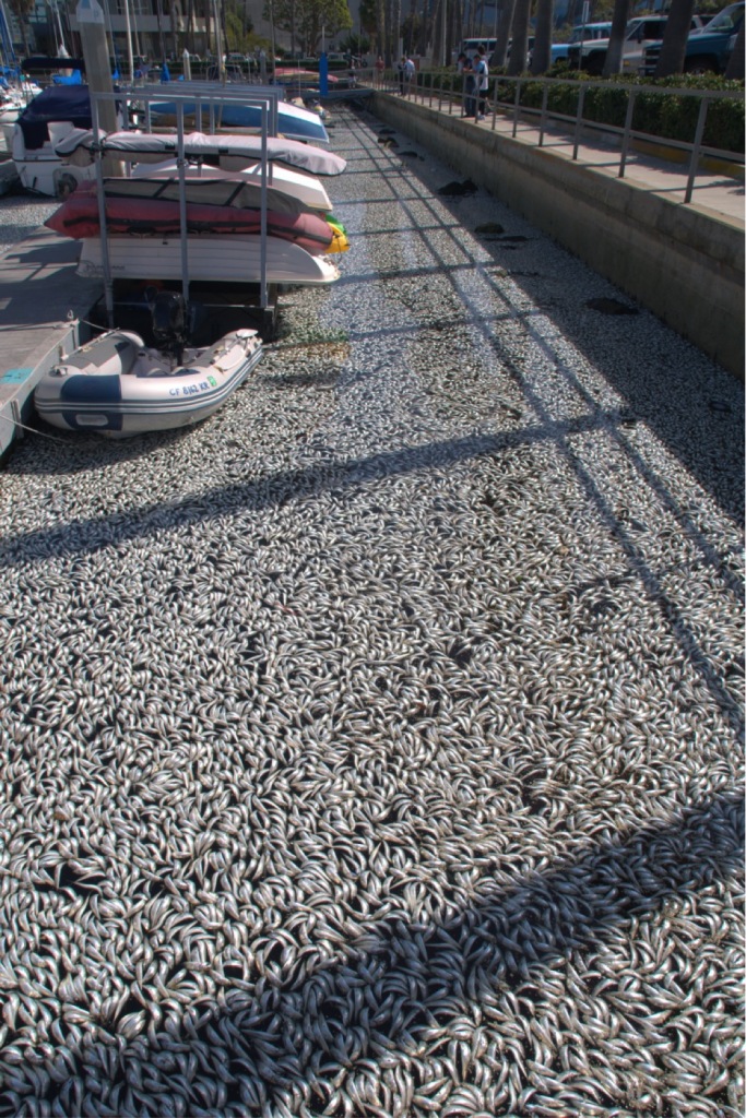 The consequences of low DO concentrations can be dire for wildlife. In King Harbor Marina located in Redondo Beach, a storm pushed large numbers of sardines into this shallow harbor. Oxygen levels dropped to 0.72 mg/L, resulting in 170 tons of dead fish and over $400,000 in clean-up costs. Learn more about this 2011 fish kill. Photograph by Bruce Evans.