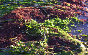 Algae is more efficient at utilizing excess nutrients, which can result in a bloom. Algae can crowd out more valuable habitat types such as eelgrass. Pictured here is an eelgrass bed (the long blades) interspersed with red algae and green algae, also known as sea lettuce.