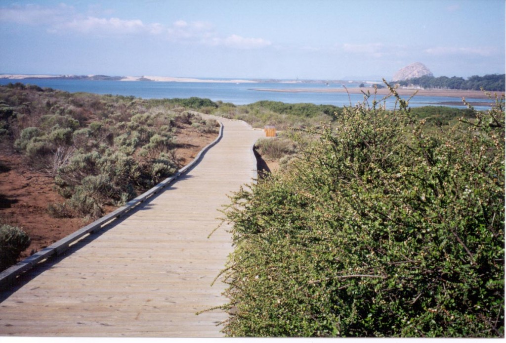 The boardwalk path through the elfin forest winds through eight different habitat types, and offers beautiful views of the estuary.