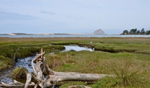 “Sweet Springs Nature Preserve – Los Osos,” photograph by Linda Tanner.