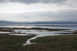 This photograph, courtesy of Ruth Ann Angus, shows the salt marsh during a King Tide.