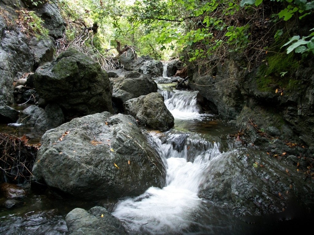 An increase in water flowing through local creeks helps fish and other aquatic species. This picture was taken at Pennington Creek in 2011.