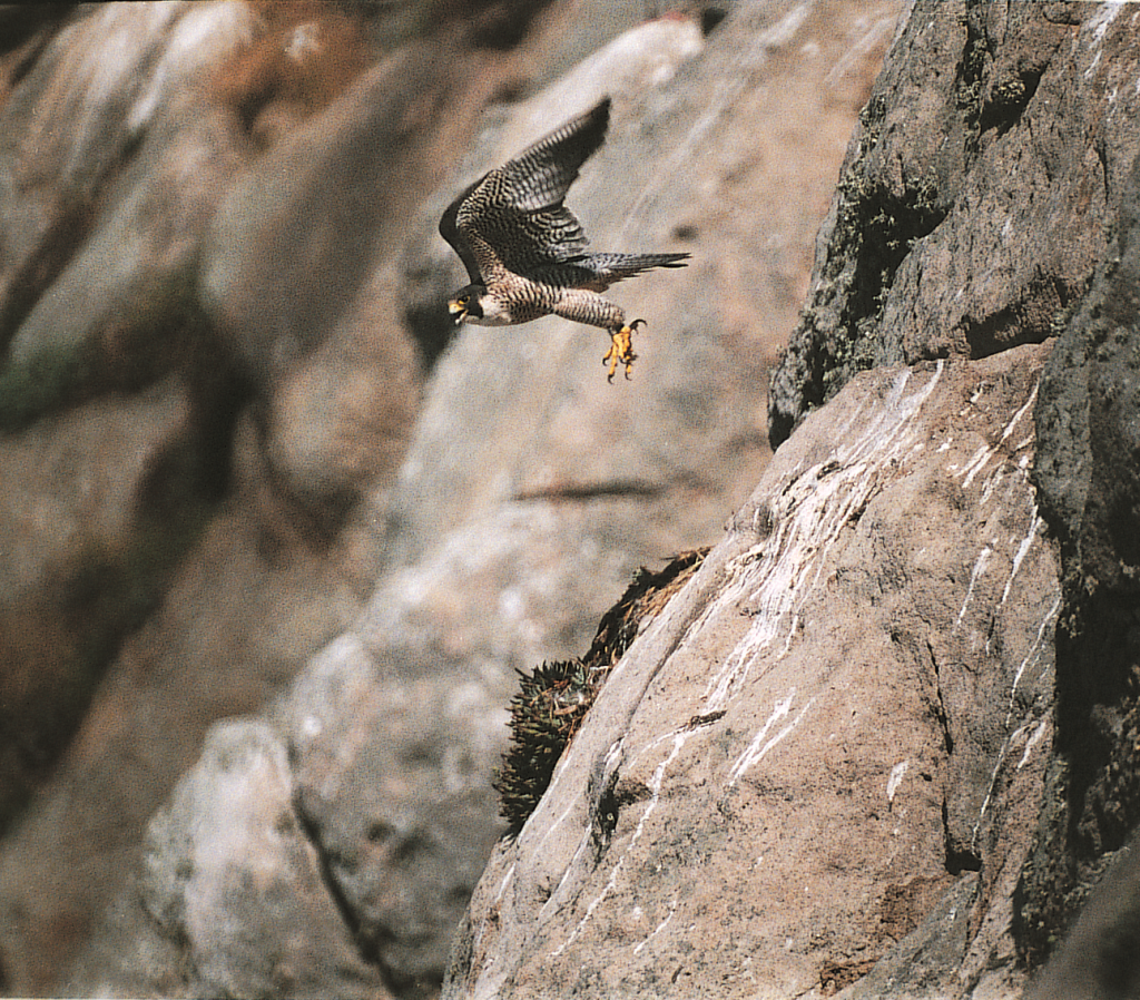 A peregrine falcon flies off of Morro Rock. Photograph courtesy of Ruth Ann Angus.