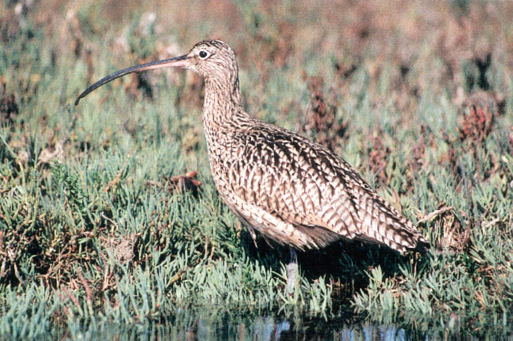 A long-billed curlew stands in Morro Bay’s salt marsh. Photograph courtesy of Ruth Ann Angus.