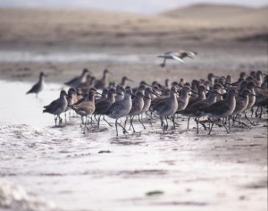 Willets walk along the mudflat. Photograph courtesy of Ruth Ann Angus.