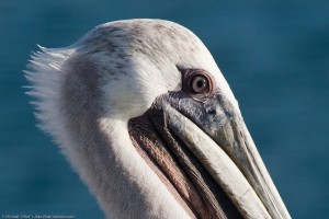 Pelicans have very good eyes, and are able to spot fish from high above the water. Photograph by Michael "Mike" L. Baird. bairdphotos.com.