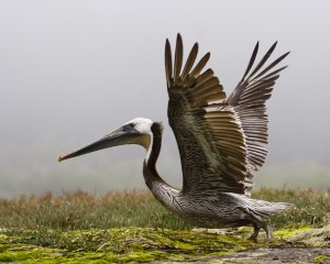 Brown pelicans have one of the largest wingspans around. Photograph by Michael "Mike" L. Baird. bairdphotos.com