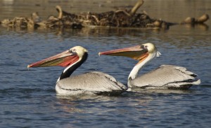 Brown Pelicans, photograph by Linda Tanner
