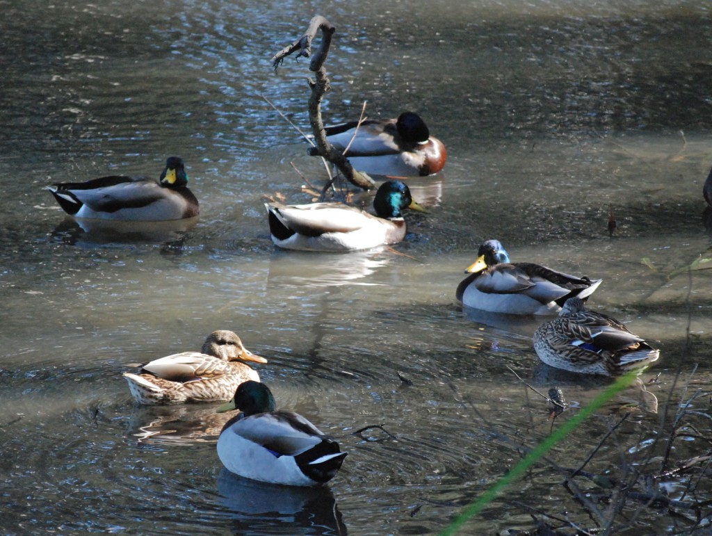 Ducks float on the pond in Sweet Springs Nature Preserve.