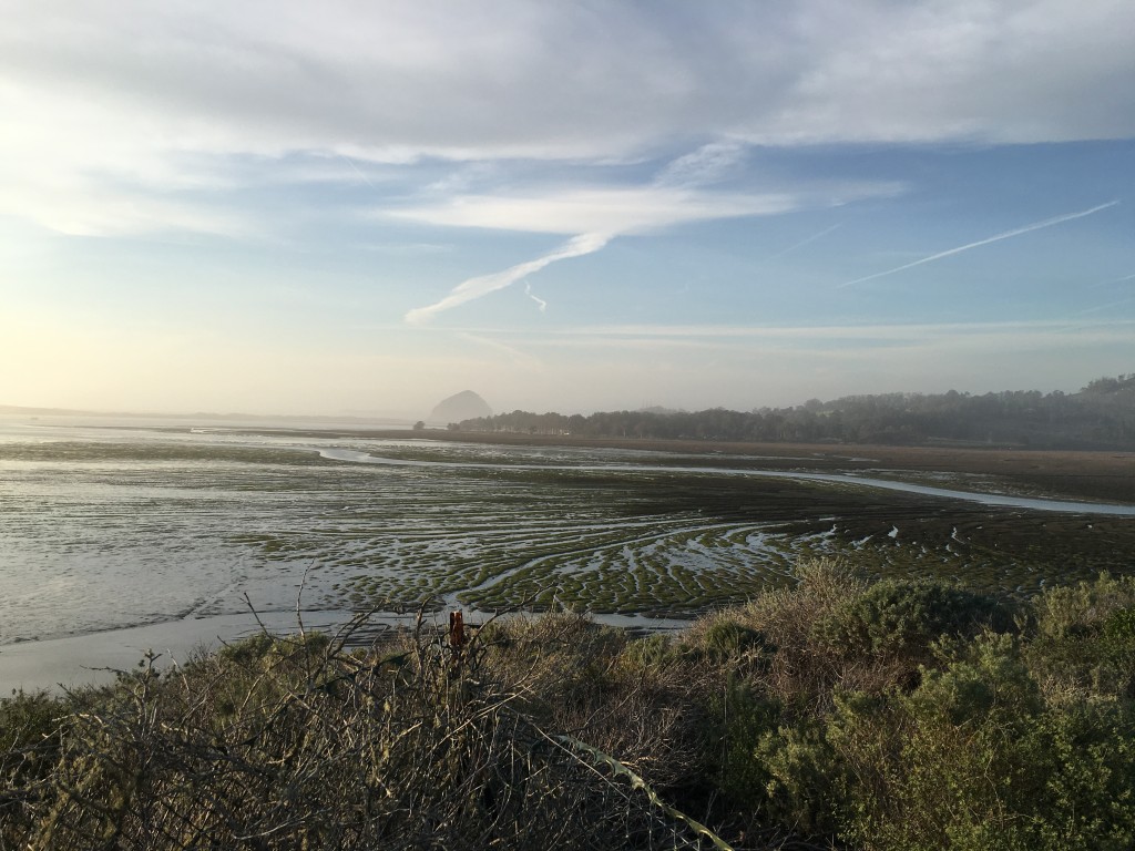 A view of the estuary from the Elfin Forest.