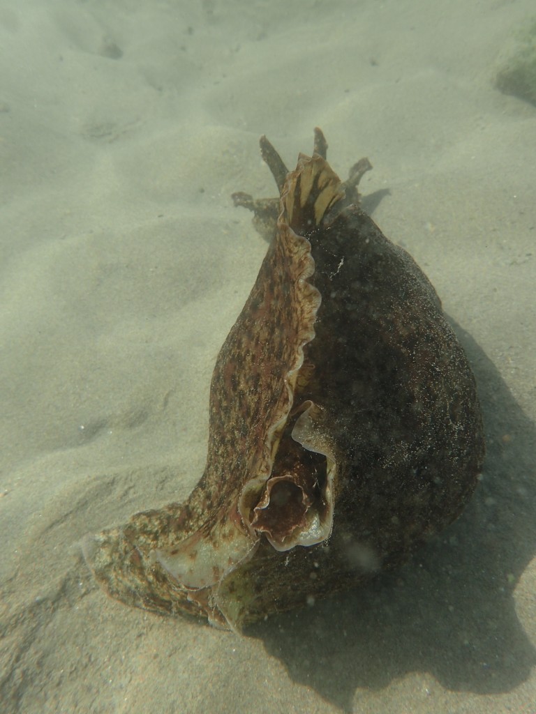 While monitoring eelgrass, our staff spotted this California sea hare under the water at Coleman beach.