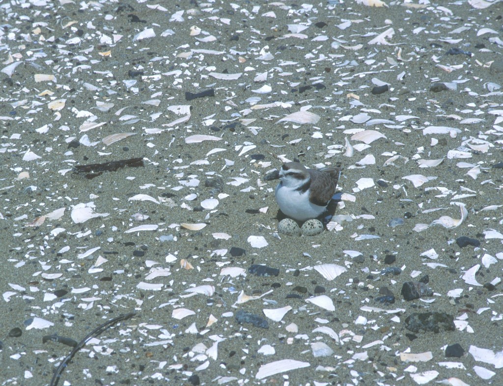 Can you spot the snowy plover?