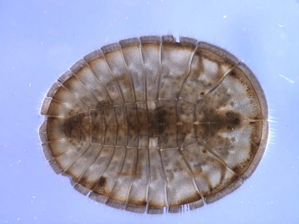 Eubrianaxdorsal