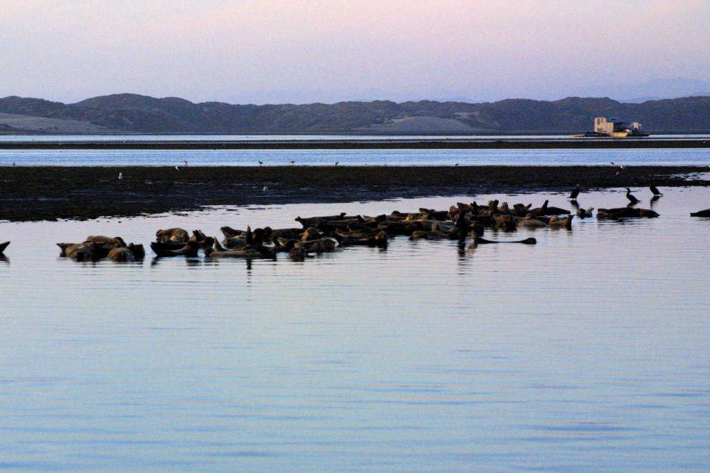 Harbor seals dot the estuary's waters. Photograph by Ruth Ann Angus.