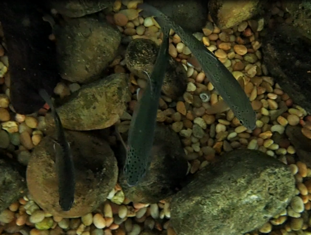 Trout swim in our Saving Steelhead exhibit.