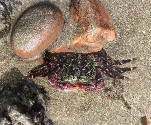 Photograph of a striped shore crab. By Peter D. Tillman.