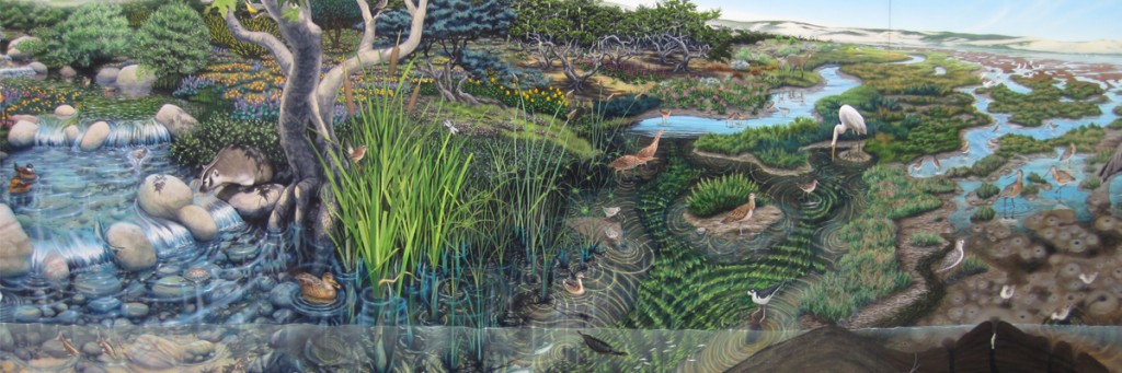 The image above is just a section of the beautiful mural in the Estuary Program Nature Center that shows the different animals and plants that live in local habitats. The portion above shows some of the fauna native to the upland creeks, the salt marsh, and the mudflats. Visit the Nature Center to see more of the mural and learn the names of these organisms.