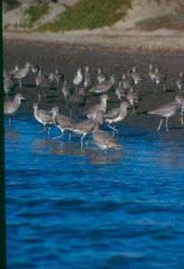 Willits stand in the water and near the water's edge. Photograph by Ruth Ann Angus.