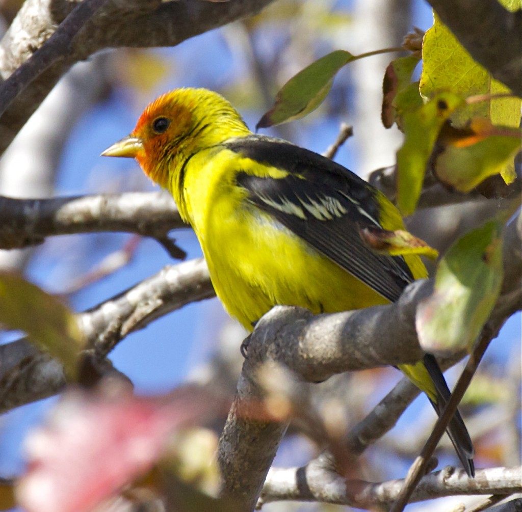 “Curious Tanager,” photograph by Teddy Llovet.