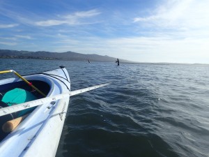 Our Field Technician walks out the transect line for subtidal eelgrass surveys near State Park Marina.