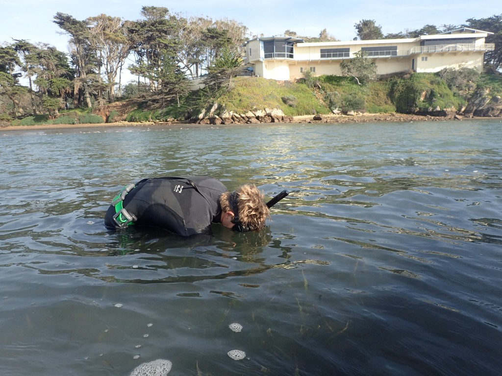 Our Field Technician, Evan, looks at  eelgrass for a subtidal eelgrass survey by State Park Marina. 