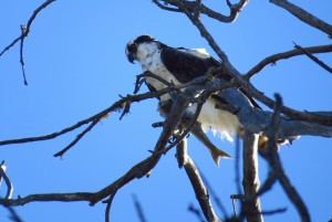 “High in a Tree, an Osprey Has Christmas Dinner,” photograph by Devra.