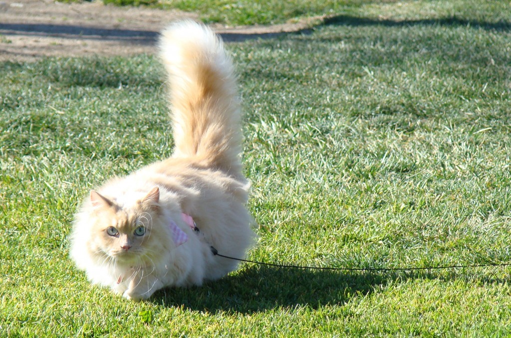 Mia the cat goes for a walk. Photograph by Stacey Taylor-Kane. It is very important to pick up after outdoor cats, too. Cat poop can contain a parasite called Toxoplasma gondii, which can cause toxoplasmosis in people and death in sea otters.