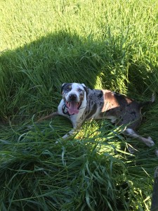 Restoration Project Manager Jen Nix's dog, Monty, rests in a patch of shady grass.