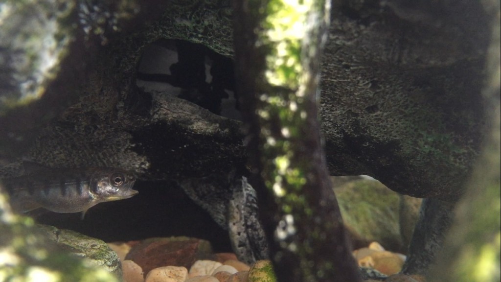 Steelhead fry in local creeks need cold, clear water. They also depend on hiding places, like those made by fallen tree branches, in order to avoid predators.