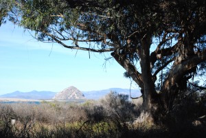 A shady view from Sweet Springs Nature Preserve.