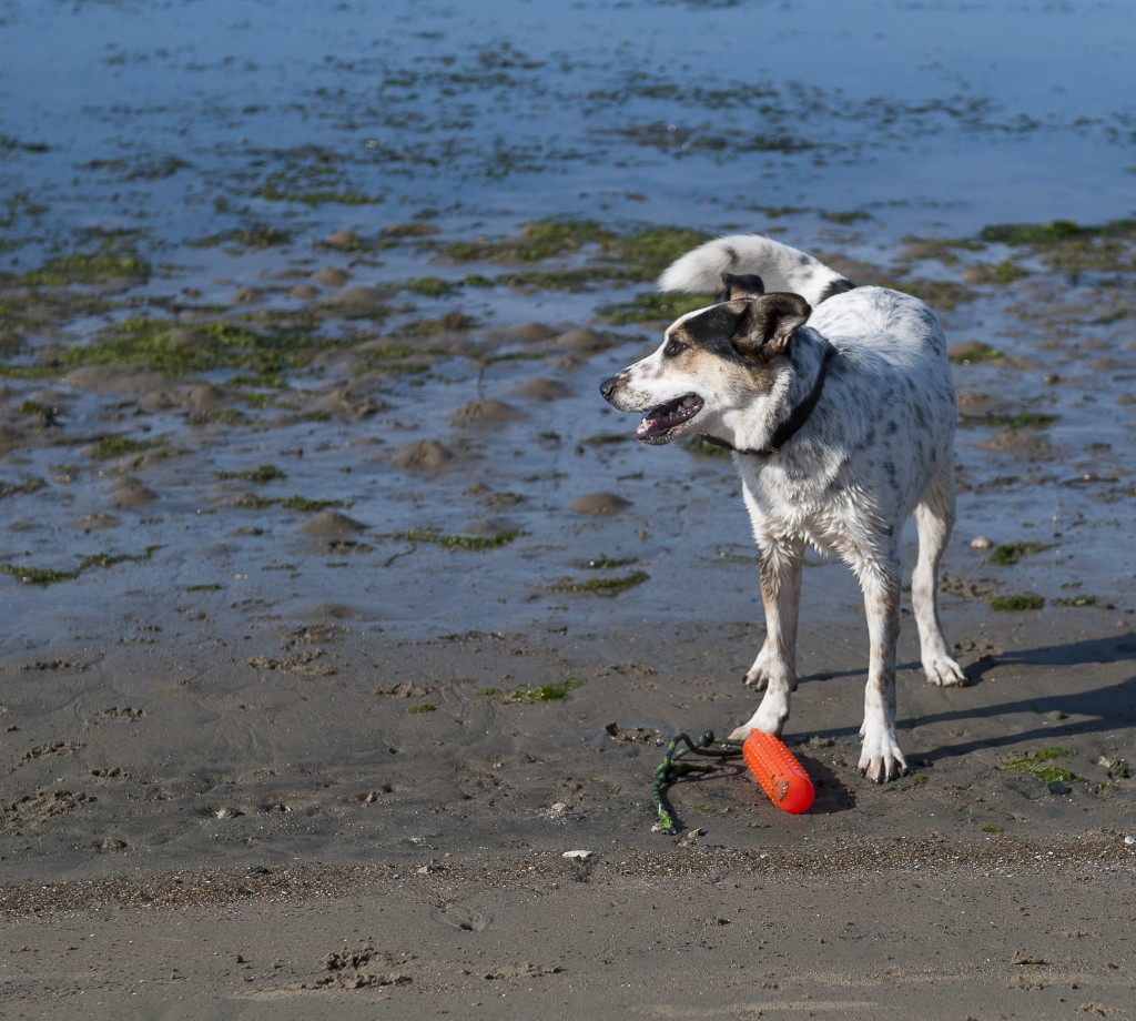 Executive Director Lexie Bell’s dog, BB, enjoys playing fetch in an off-leash area near the bay.