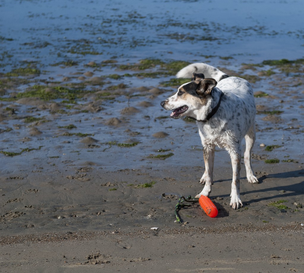 BB, enjoys playing fetch in an off-leash area near the bay.