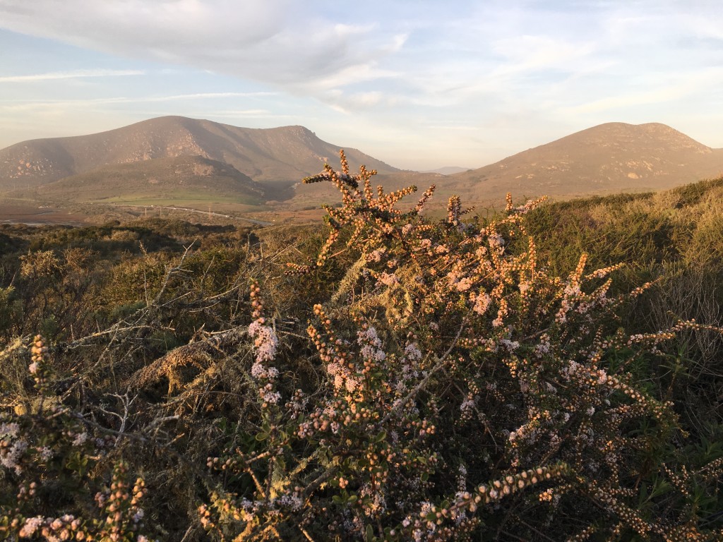 View from the Elfin Forest's boardwalk path near sunset.