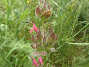 This month in the field we encountered beautiful flora such as this hummingbird sage.