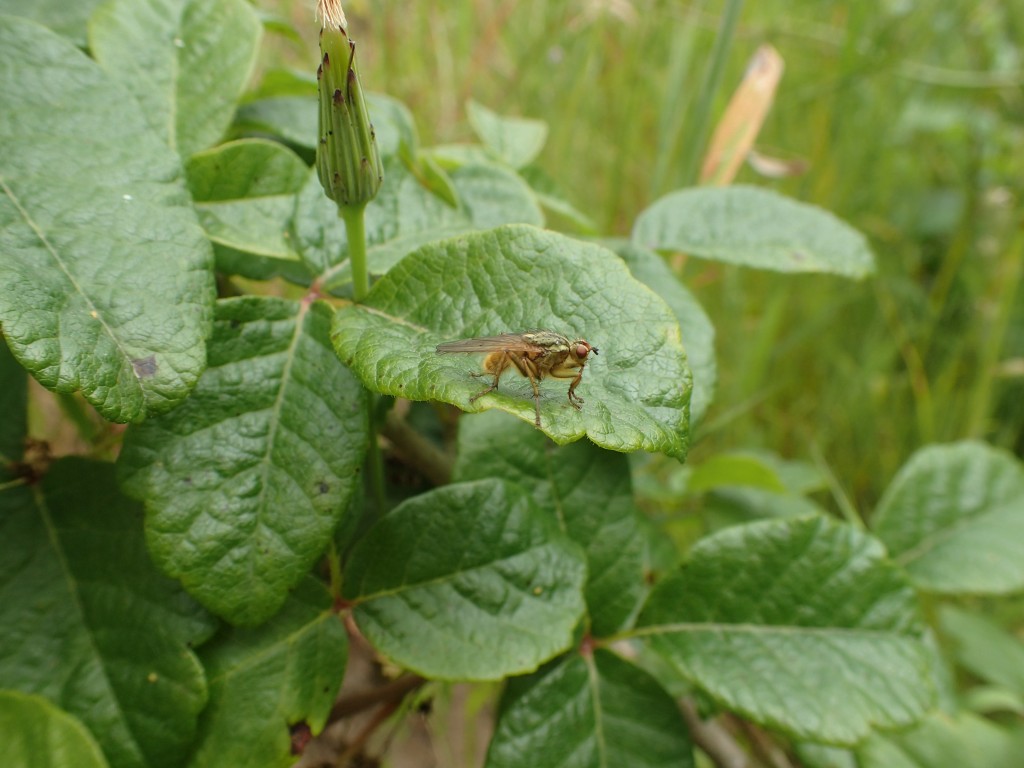 And of course there’s always a lot of our nemesis, poison oak, to be found in the watershed!