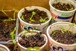 Old sour cream containers can easily become pots for seedlings. Photograph by Marcy Leigh.